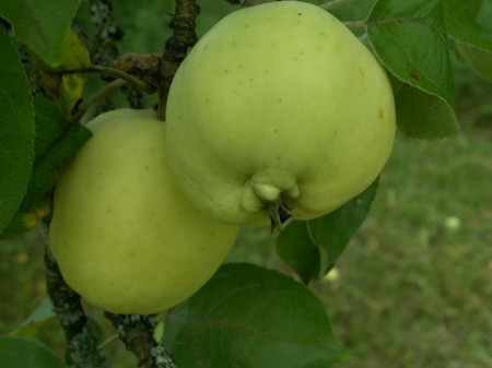 03 Pomme 'Saint Anne' Fructification juillet 2007.